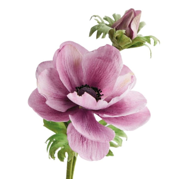 Squires Flower Paste Holly/Ivy (Dark Green) 100g