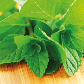 Green Mint Flavour Paste