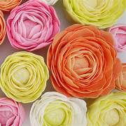 FMM Easiest Ranunculus Cutter Set 2