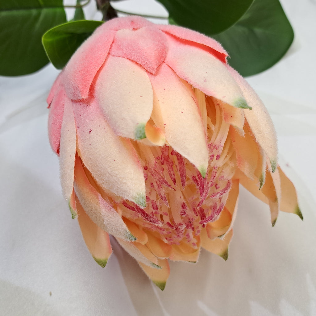 67cm Protea Pink